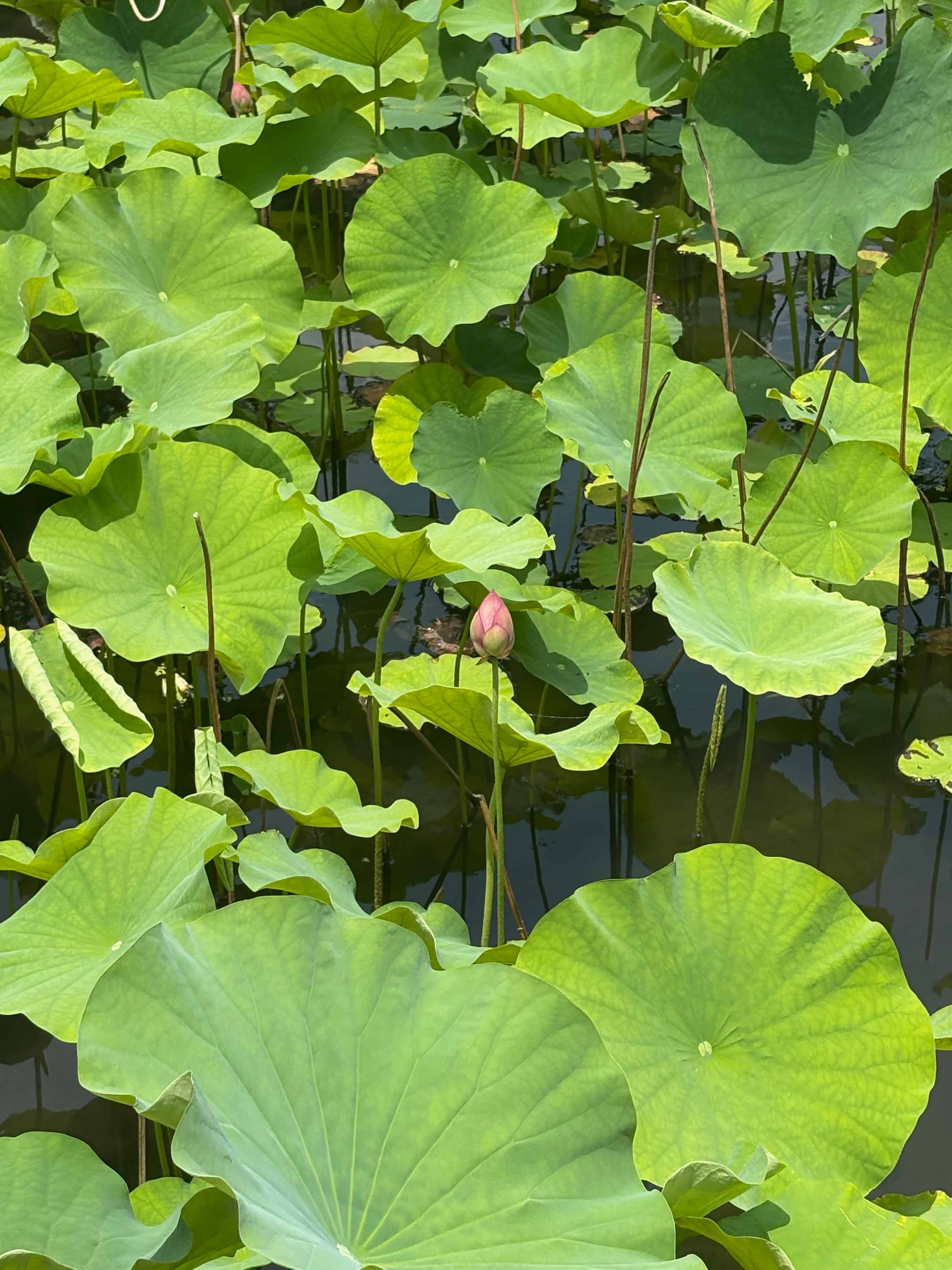 Lotus bud
